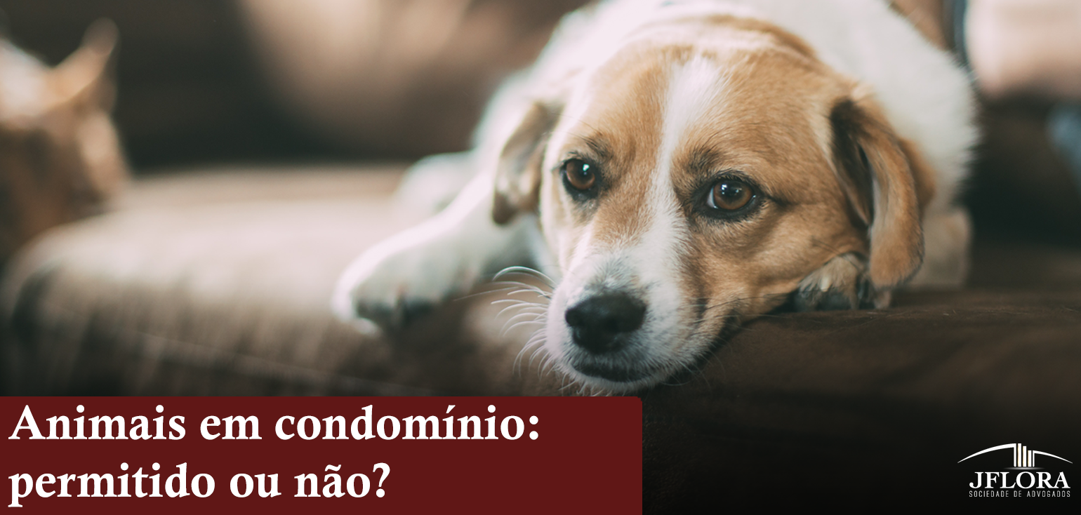 Animais em condomínios Jflora Sociedade de Advogados